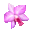  ピンク色の花　